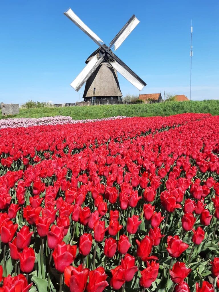 Dutch windmill with tulips in the countryside